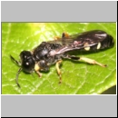 Crabro scutellatus - Grabwespe m03 9mm.jpg